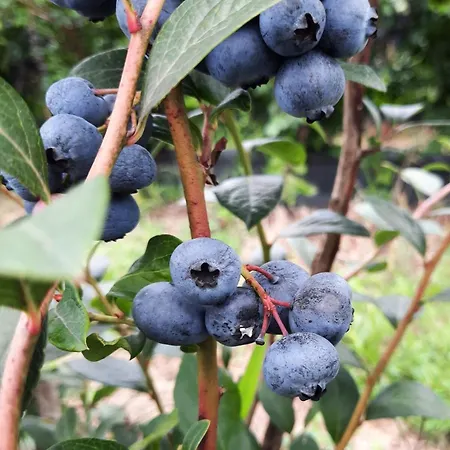 Blueberria - Entire House For Groups Or Families Bárcena de Cicero