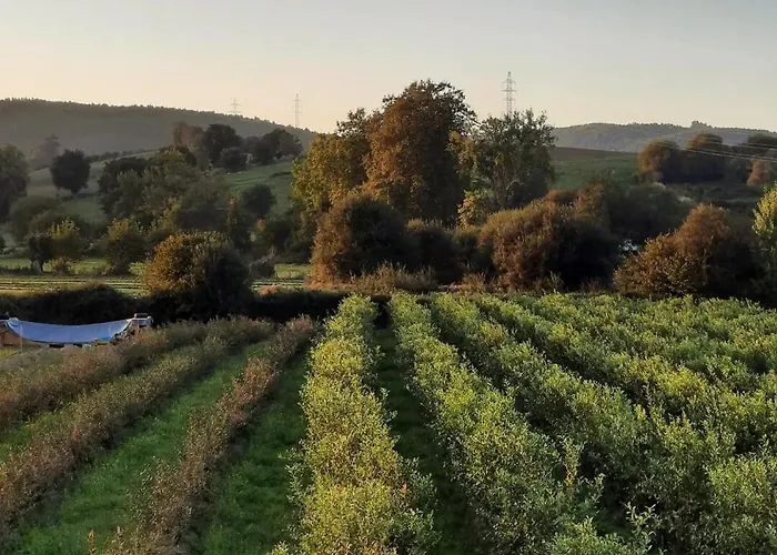 Feriehus Blueberria - Entire House Perfect For Groups Or Families