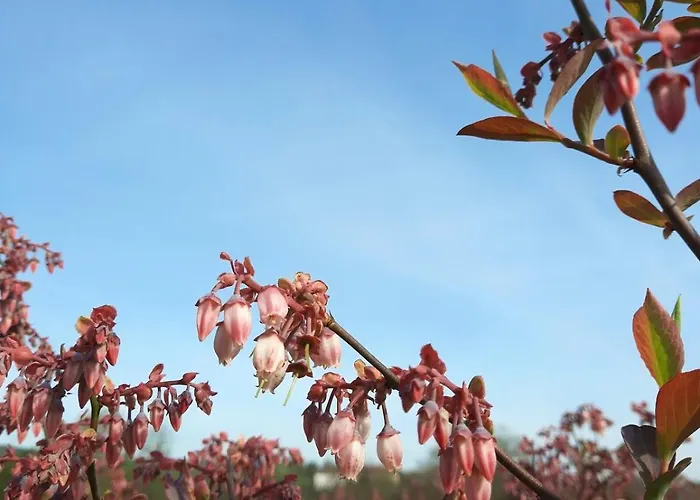 Feriehus Blueberria - Entire House Perfect For Groups Or Families