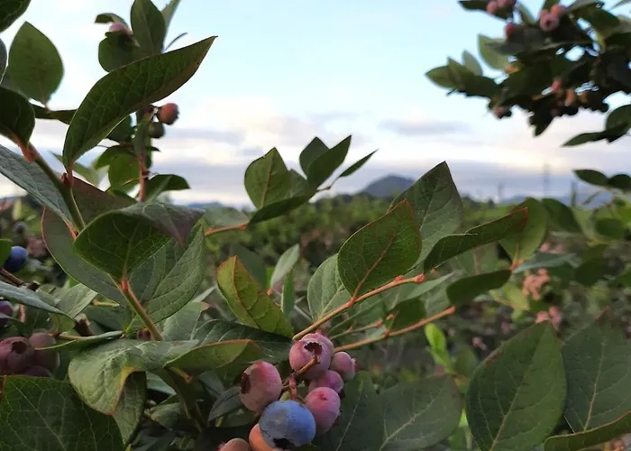 Blueberria - Entire House For Groups Or Families *