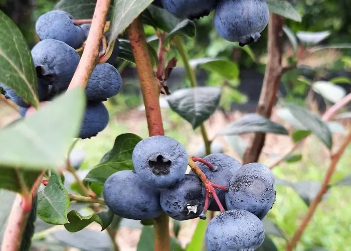 Blueberria - Entire House Perfect For Groups Or Families Bárcena de Cicero