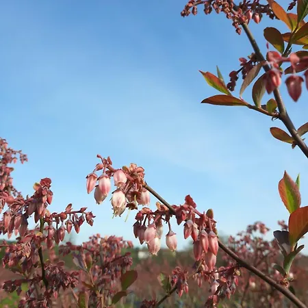 Dom wakacyjny Blueberria - Entire House For Groups Or Families