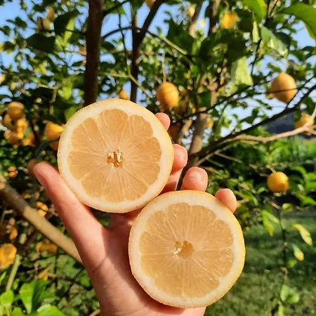 Blueberria - Entire House For Groups Or Families Bárcena de Cicero